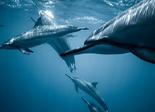 关于“黑料爆料出瓜”，我只想说：下载按钮最危险，真的能救你一次，这次我真的长记性了。